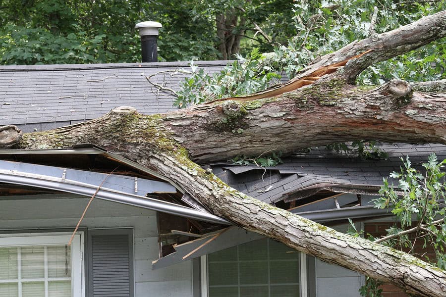 Fallen Tree Damaging House